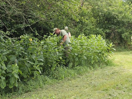 a closer look at the patch of milkweed and we see there are 2 people inspecting the plants.
