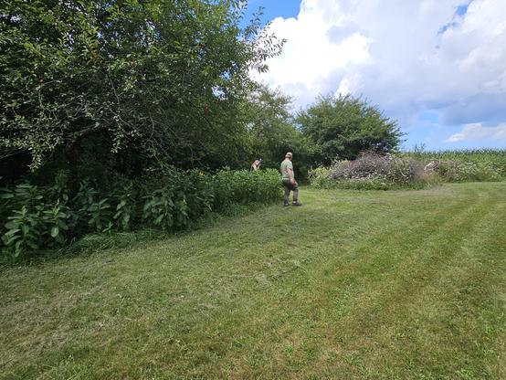 a patch of vegetation, which is milkweed, on the left, with some trees behind and grass in front. there is a person in the patch of milkweed plants.