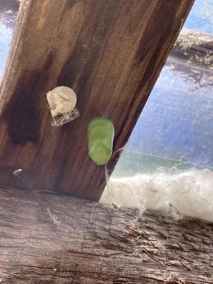 Closeup of two attached wooden beams that make up the frame of a shed awning. Tucked up under, securely protected, is a green Monarch chrysalis hanging from its tiny attachment. It is about an inch long. Just an inch from it is last year’s white chrysalis remains.