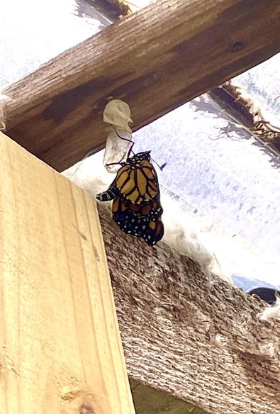 Closeup of the same underside of a shed in the first photo. The chrysalis is no longer green, instead it is nearly translucent and a newly emerged Monarch butterfly is still holding on to it. Its wings are the classic Monarch colors but are lighter in color and wrinkly. It’ll need to spend some time drying them out before it can take its first flight. About an inch from where it hangs is last year’s chrysalis.