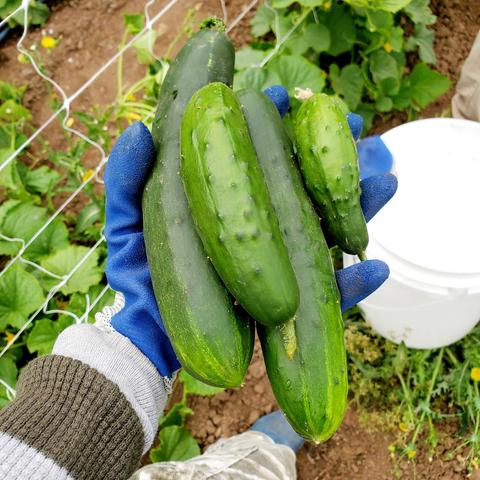 My gloved left hand, holding 4 large pickling cucumbers.