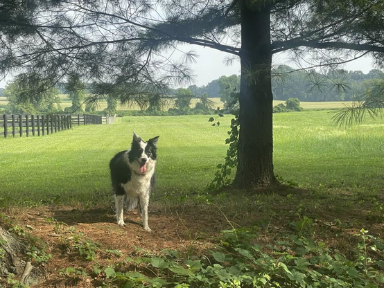 Black and white sheepdog smiling under a pine tree on our walk recently in a beautiful green pasture.