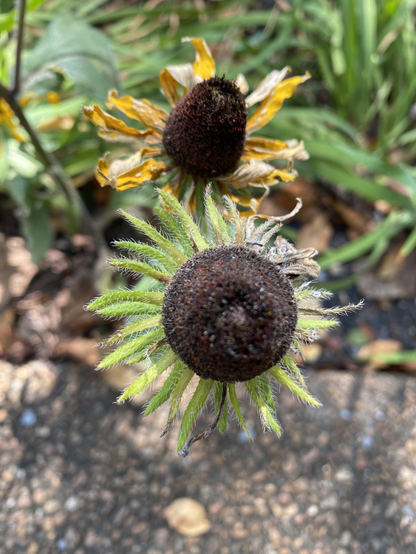 A pair of end-of-summer black-eyed Susan blooms. One has the familiar but wilted yellow petals, and the other has green petals with stunted growth. Weird!