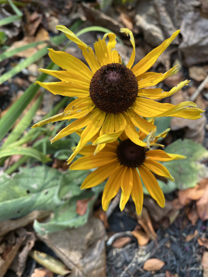 A pair of the familiar black-eyed Susan blooms, with gorgeous golden yellow petals radiating from a large dark brown center that birds have been pecking at.