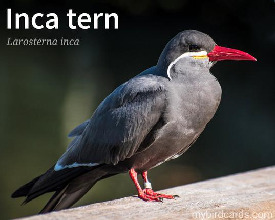 📷: Photo by UnkoMan69 via Pixabay 

Inca tern (Larosterna inca)

Inca terns are striking birds with a slate-gray body, a bright red-orange beak and legs, and a distinctive white "moustache." They are agile fliers, often seen hovering or diving into the water to catch fish. These social birds nest in large colonies on coastal cliffs, engaging in intricate courtship displays during the breeding season. 

Conservation status: Near Threatened (IUCN 3.1)

Distribution: The Pacific coasts of Chile, Ecuador and Perú.

Class: Aves (Birds)
Order: Charadriiformes
Family: Laridae (Gulls, Terns, Noddies, Skimmers, and Kittiwakes)
Genus: Larosterna
Species: L. inca

CC: YCGY