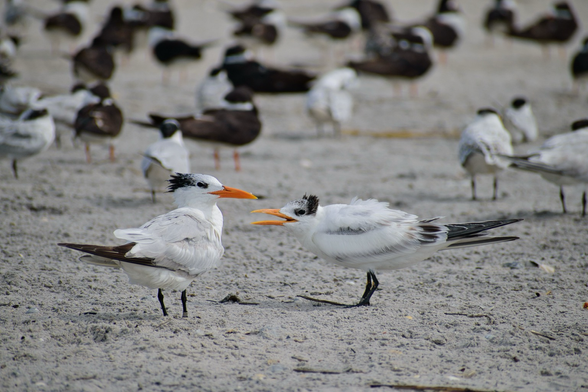Royal Tern juvenile squawking at a non-breeding adult, presumably begging for food. Large terns with orange bills, black legs, white and pale gray and a shaggy black crest at the back of the head; juvenile still has white and black pattern in it’s sides. More Royal Terns and Black Skimmers can be seen on the sand in the intentionally blurred background.