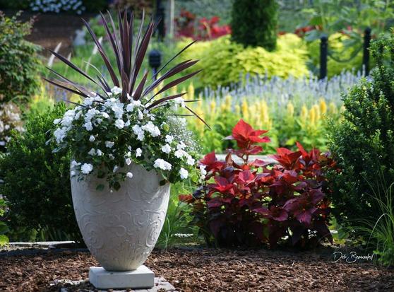 A decorative white vase filled with white flowers stands in a garden surrounded by colorful plants, including deep red leaves and vibrant greenery. The vase is intricately designed and positioned in front of a backdrop of yellow and purple blooms, creating a visually harmonious and serene garden scene.   Image at:  https://beautifulsunphotography.com/featured/ornate-vase-amidst-garden-splendor-deb-beausoleil.html See more art & blog at: https://beautifulsunphotography.com/ https://debbeautifulsunphotography.com/