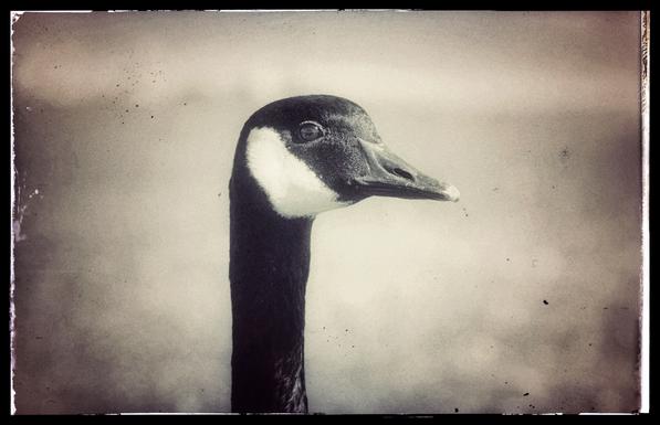 A head portrait of a Canadian Goose that was stood about 2 meters from me. The bird is eyeing and judging me, probably thinking the same thing I am.

Taken at Heron's Head Park.