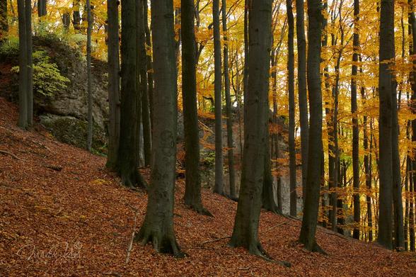 The photo shows an afternoon autumn forest. The forest floor is covered entirely with a rusty-brown carpet of autumn leaves with the large trunks of beech trees growing out of it. In the upper right of the frame are the intensely golden-yellow leaves of the further beech trees that grow below. The central part of the frame's background is a large limestone rock going down the slope, partially covered with moss and young trees.