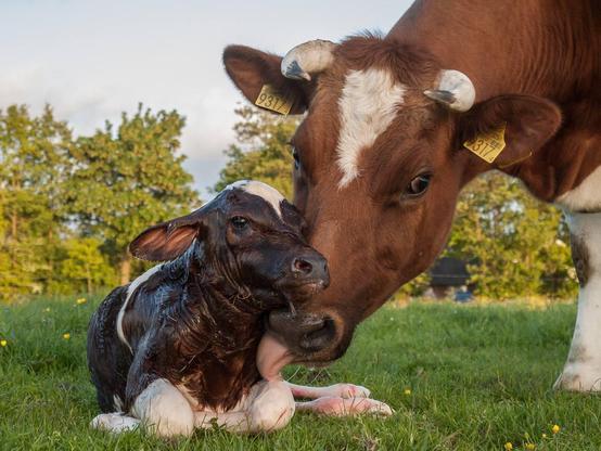 Das Foto zeigt eine Kuh die ein auf dem Boden liegendes, offenbar neu geborenes Kalb beschnuppert