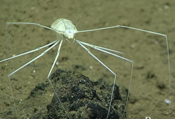 Under the sea on the barren sea floor a white creature with very long spindly legs and the body of an isopod.