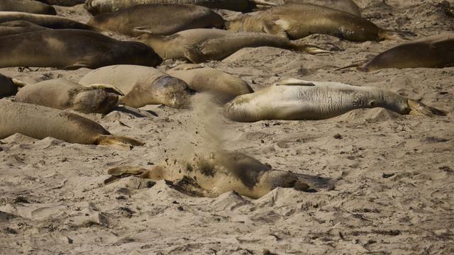 On a sandy beach a large group of large seals sleep. Separated from the rest and at the front of the group, an isolated animal uses its front flipper to fling sand onto its back with a large spray of sand in the air.