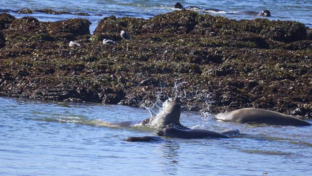 Two seals crash together as a practice sparing in the shallow water. The large seal is throwing its head back with a large spray of water arching into the air. They are in the middle of a group of seals swimming around and are being watched by sea gulls sitting on rocks.
