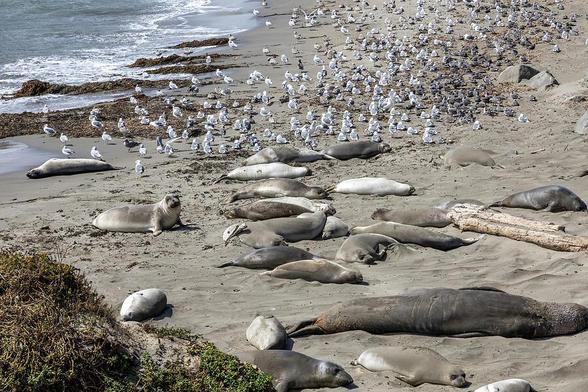 View elephant seals in their natural habitat near San Simeon, California. Experience the beauty of these marine mammals along the Pacific Coast.