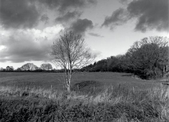 Lone tree almost bare of leaves, ready for its winter slumber.