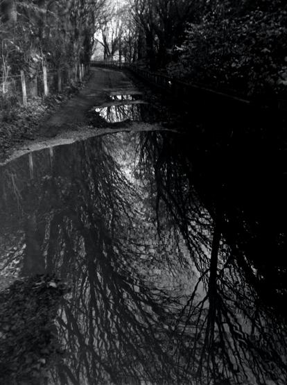 Reflection of a tree lined dirt road to the local farm