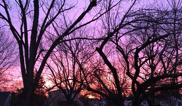 Sunrise ombré, shifting purple to pink to gold at the housetops, silhouetting the skyline filled with bare tree branches.
