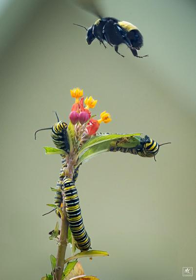 Color photo of three monarch butterfly caterpillars munching on a mostly eaten stem of milkweed that still has a few florets at the top. There is a bumblebee hovering just above them.