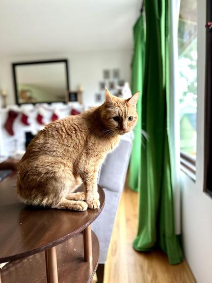 Loki, an orange tabby, sitting in a dark wood oval side table, looking atchu while bathed in light from the nearby window. In the background is a green velvet curtain and a grey sofa. In the distance is a white fireplace with red stockings, with a mirror over the mantle. No birds or elves were spotted in this photo.