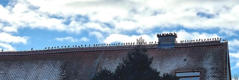 Rectangular panorama photo of an elongated gable on which approx. 61 pigeons are lined up at virtually the same distance like on a string of pearls. One of them sits a little further away on the far left. On the chimney there is a pigeon congestion. Perhaps it's warmer up there. It is a cold day and the roof is covered with white frost.