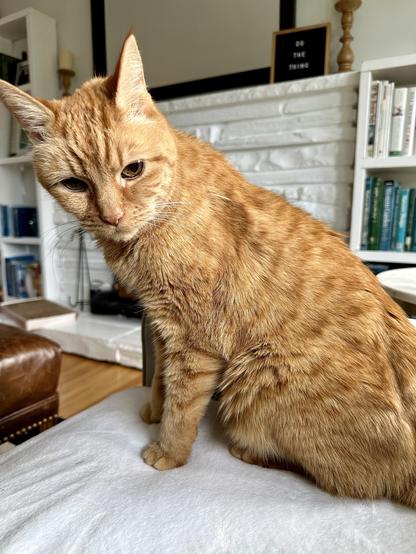 Loki, an orange tabby, sitting on a cream blanket in a grey sofa, looking atchu with a slightly annoyed expression. Behind him is a stone fireplace painted white, and a white bookcase.