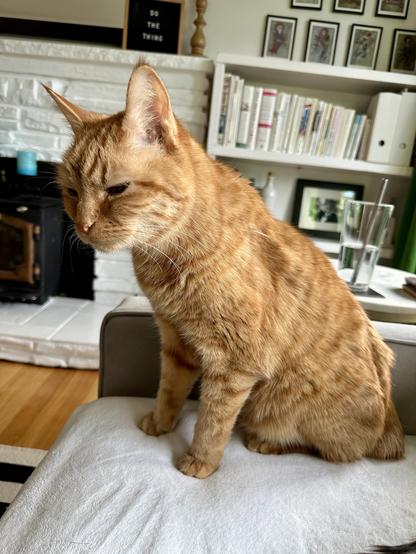 Loki, an orange tabby, sitting on a cream blanket on a grey sofa, looking all squinty. He just woke up.