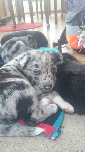 Babyhund Barney mit 3 Wochen mit Herzchen auf der Schnauze
