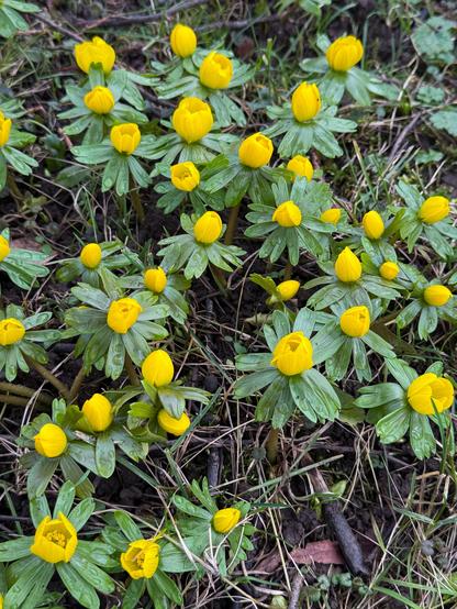 Nahaufnahme von mehreren leuchtend gelben Winterlingen mit grünen Hoch-blättern, die auf feuchtem Waldboden wachsen. Die Blüten sind noch halb geschlossen, und Wassertropfen haften an den Blättern.