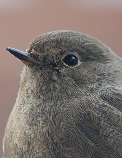 Portrait of a female black redstart 
Feather Details visible