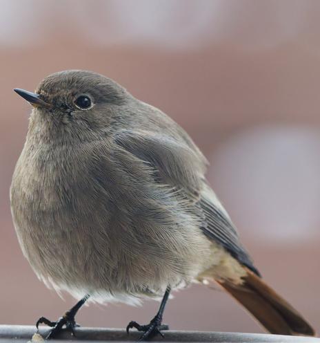 Same bird but full visible