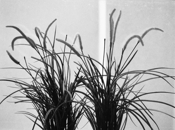 Two bundles of grasses stand in unseen pots on an unseen window ledge.
