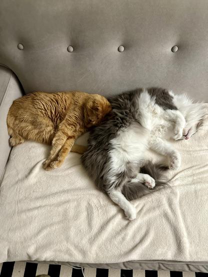 Loki, an orange tabby, and Thor, a fluffy grey and white bicolor half-Ragdoll cat, sleeping together on a cream blanket in a grey sofa. Loki has his front paws outstretched and his head up against Thor‘s side, and Thor is a bit more unfurled and showing off his luxuriously fluffy white tummy.