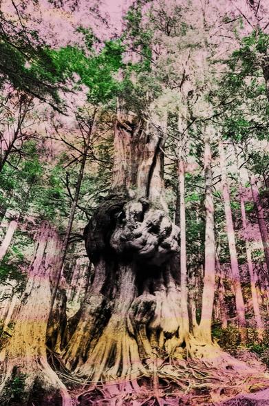 A large, ancient cedar tree with a huge twisted, gnarled trunk stands in a vibrant forest. The background is a mix of green and pink hues, creating a surreal, dreamlike atmosphere around the massive tree. Sunlight filters through the canopy.