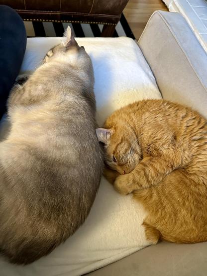 Doots, a one-eyed Lynx Point Siamese cat, sleeping next to Loki, an orange tabby curled up in the pike position, on a cream blanket on a grey sofa. No big strong men were stepped on in the making of this photo b