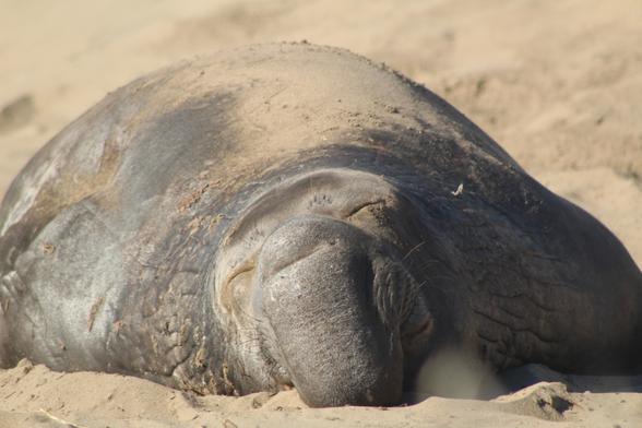 On a sandy beach is a very large blubber body seal lying still with its' eye closed and we are looking at its' face that has a large trunk like snout.