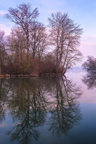 Zu sehen ist eine Baumreihe bei Sonnenaufgang, die sich an der Wasseroberfläche des Sees spiegeln. Im Hintergrund ist ein Farbverlauf des Sonnenaufgangs zu sehen.