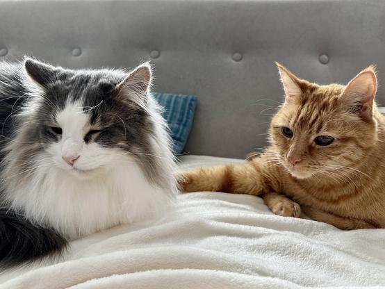 Thor, a fluffy grey and white bicolor half-Ragdoll cat, and Loki, an orange tabby, lounging together on a cream blanket on a grey sofa. Loki is reaching his right front paw out to barely touch Thor. This is how he “snuggles.”