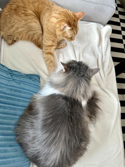 Top-down view of Thor, a fluffy grey and white bicolor half-Ragdoll cat, and Loki, an orange tabby, lounging together on a cream blanket on a grey sofa. Thor is partially sitting on a turquoise-striped pillow as well, as his flowing silky locks shine in the light. Loki is reaching his right front paw out to barely touch Thor. This is how he “snuggles.”