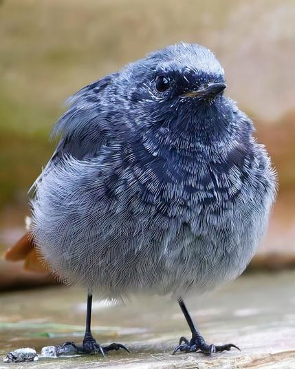a juvenile male black redstart standing there, stares into nothing and there is some shit beside him