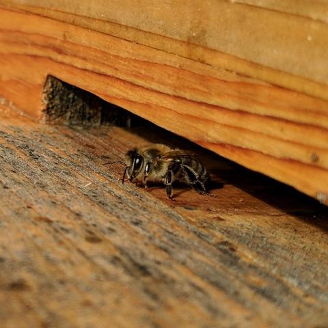 A square cropped photo of a single bee in the entrance of a langstroth beehive. It is illuminated by some filtered sun. It is an average colored bee, not dark, not light.