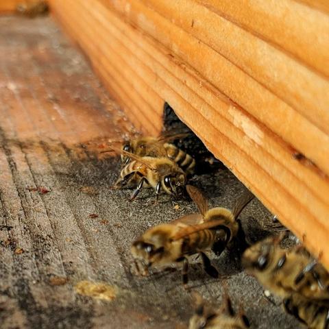 A square cropped photo of bees at the entrance of a langstroth bee hive. The bee in focus in the center is lighter colored. There are some other bees along with some dead bees in the photo. The landing board is stained black.