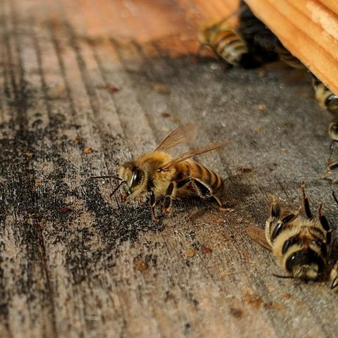 A square cropped closeup photo of a single live bee on the landing board near the entrance on a langstroth bee hive. It is lighter colored and facing away from the entrance. The landing board is stained black. There is a dead bee with leggs up to the right of it. There is another live bee out of focus beyond it.