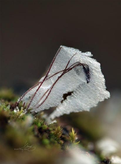 Photo of moss with Sporophytes iced other. Directional frost, looks like a frozen hair dryer shot.