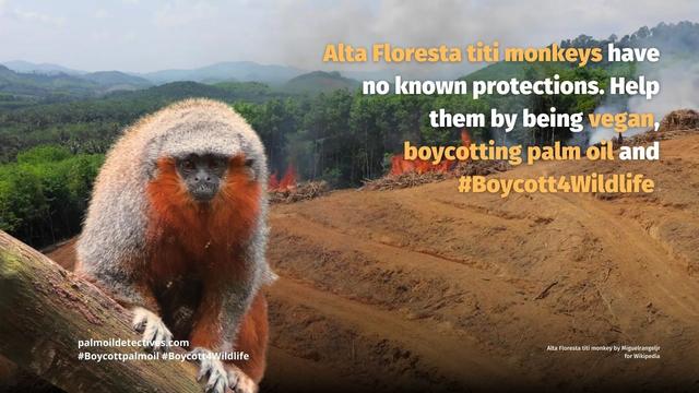 Alta Floresta titi monkeys are bright coloured #monkeys of #Brazil fighting for survival against widespread #palmoil #soy #meat #deforestation Help them to survive and use your wallet as a weapon, be #vegan #Boycottpalmoil #Boycott4Wildlife @palmoildetect https://palmoildetectives.com/2024/04/07/alta-floresta-titi-monkey-plecturocebus-grovesi/?utm_source=mastodon&utm_medium=Palm+Oil+Detectives&utm_campaign=publer