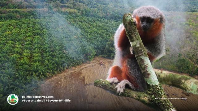 Alta Floresta titi monkeys are bright coloured #monkeys of #Brazil fighting for survival against widespread #palmoil #soy #meat #deforestation Help them to survive and use your wallet as a weapon, be #vegan #Boycottpalmoil #Boycott4Wildlife @palmoildetect https://palmoildetectives.com/2024/04/07/alta-floresta-titi-monkey-plecturocebus-grovesi/?utm_source=mastodon&utm_medium=Palm+Oil+Detectives&utm_campaign=publer