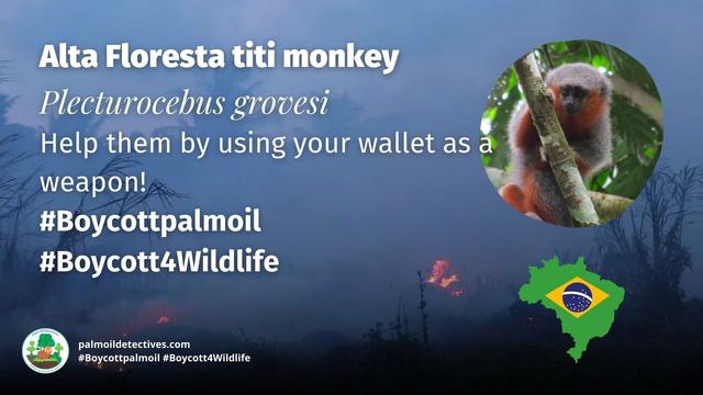 Alta Floresta titi monkeys are bright coloured #monkeys of #Brazil fighting for survival against widespread #palmoil #soy #meat #deforestation Help them to survive and use your wallet as a weapon, be #vegan #Boycottpalmoil #Boycott4Wildlife @palmoildetect https://palmoildetectives.com/2024/04/07/alta-floresta-titi-monkey-plecturocebus-grovesi/?utm_source=mastodon&utm_medium=Palm+Oil+Detectives&utm_campaign=publer