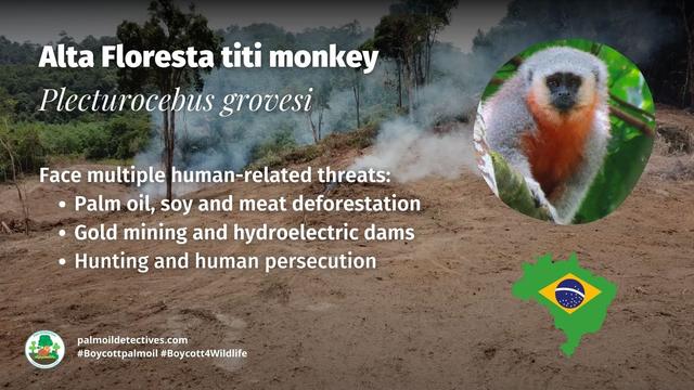 Alta Floresta titi monkeys are bright coloured #monkeys of #Brazil fighting for survival against widespread #palmoil #soy #meat #deforestation Help them to survive and use your wallet as a weapon, be #vegan #Boycottpalmoil #Boycott4Wildlife @palmoildetect https://palmoildetectives.com/2024/04/07/alta-floresta-titi-monkey-plecturocebus-grovesi/?utm_source=mastodon&utm_medium=Palm+Oil+Detectives&utm_campaign=publer