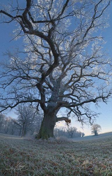 Extreme wide-angle panorama of an old oak tree at sunrise with hoar frost. Its large, barren arms reaching towards you and the sky like gnarly tentacles
