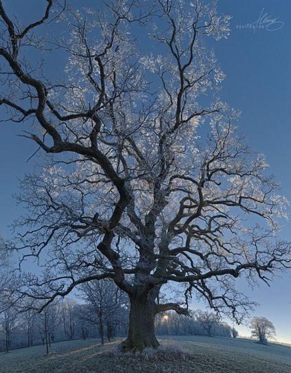 Seemingly less distorted looking like caught in flight towards the tree