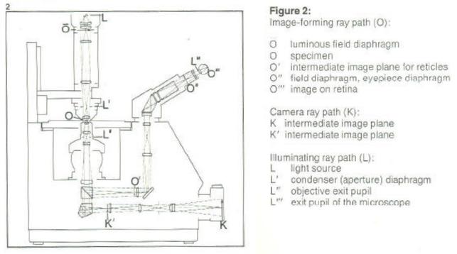 Schematic drawing of the microscope. The light comes from the condenser at the top, moves down through the specimen, then the objective. 
From there it's split at a prism in two light paths. The upper one is redirected to the top where the binocular sits, the lower one is directed to a second output at the front of the device where a DSLR can be mounted.